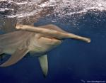 ocean-life-588