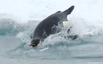 ocean-life-589