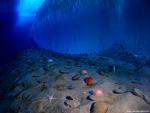 ocean-life-590
