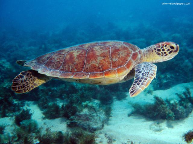 ocean-life-591