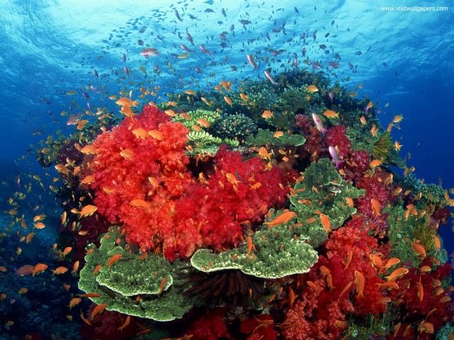 ocean-life-592