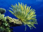 ocean-life-594