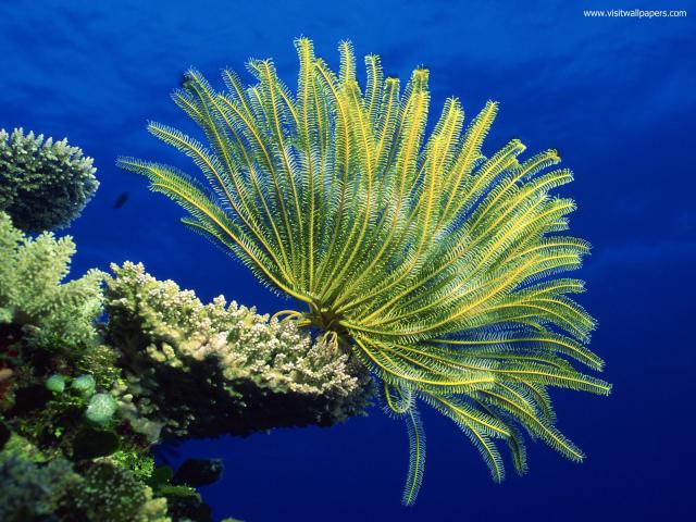 ocean-life-594
