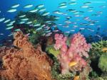 ocean-life-595
