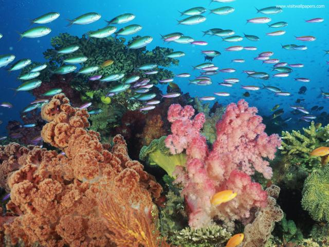 ocean-life-595