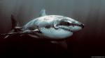 ocean-life-596