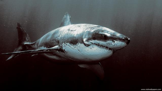 ocean-life-596