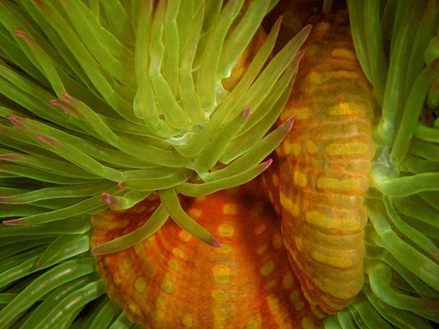 ocean-life-600