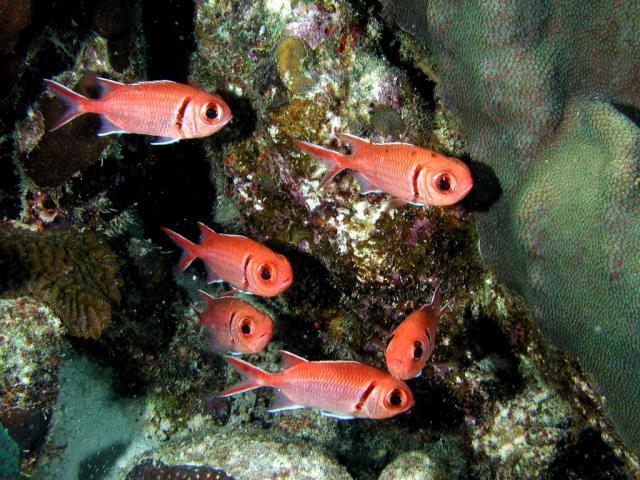 ocean-life-601
