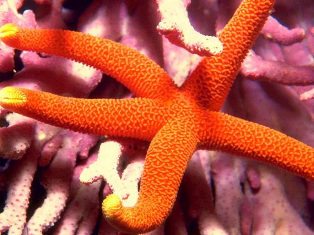 ocean-life-602