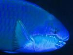ocean-life-604