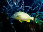 ocean-life-605