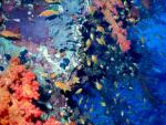 ocean-life-613