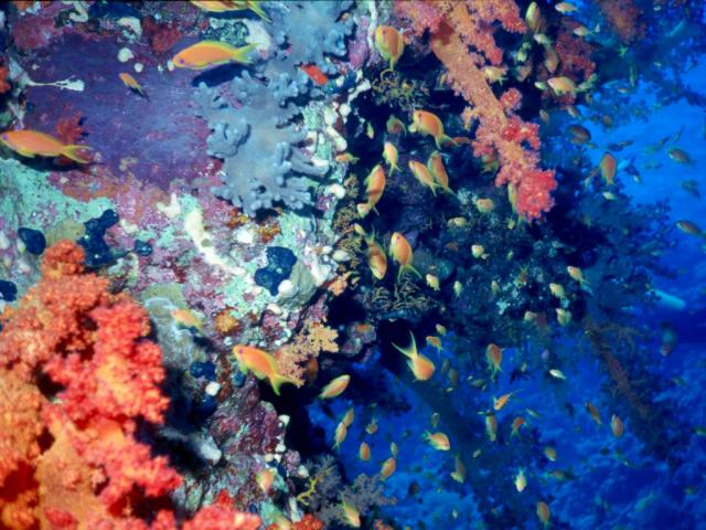 ocean-life-613