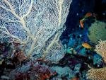 ocean-life-614