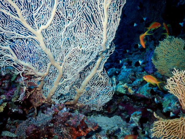 ocean-life-614