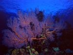ocean-life-615