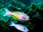 ocean-life-616