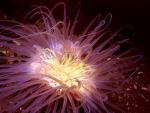 ocean-life-617