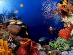 ocean-life-618