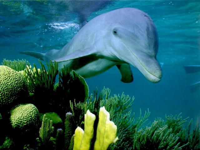 ocean-life-619