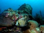 ocean-life-622