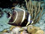 ocean-life-623
