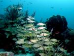 ocean-life-624