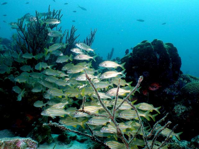 ocean-life-624