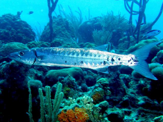 ocean-life-625