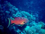 ocean-life-627
