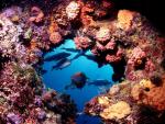 ocean-life-628