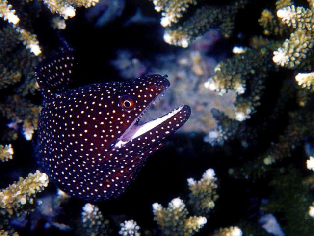 ocean-life-631