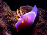 ocean-life-633