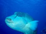 ocean-life-634