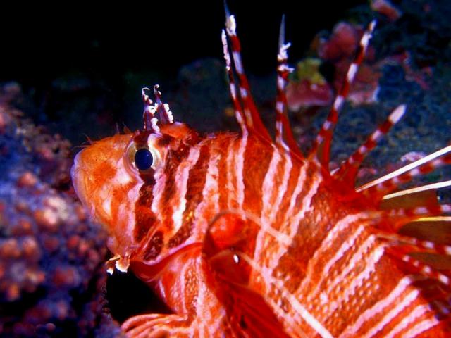 ocean-life-635