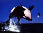 ocean-life-636