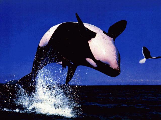 ocean-life-636