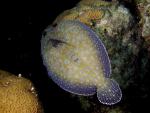 ocean-life-637