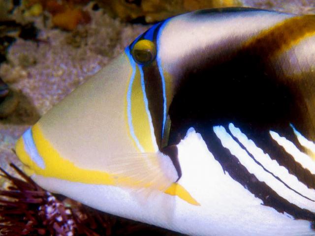 ocean-life-638