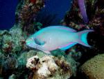 ocean-life-645