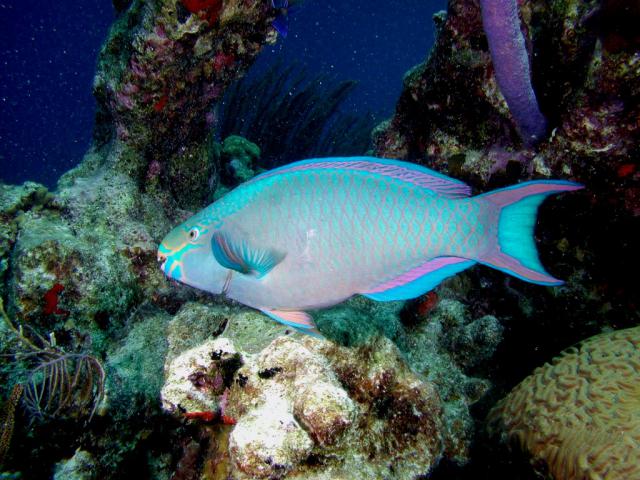 ocean-life-645