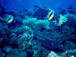 ocean-life-646