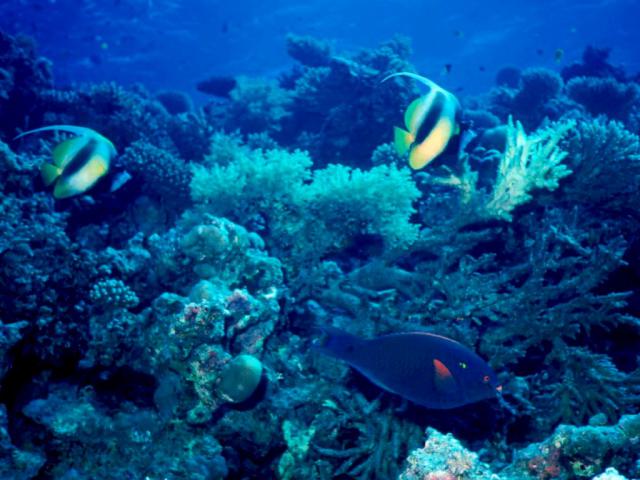 ocean-life-646