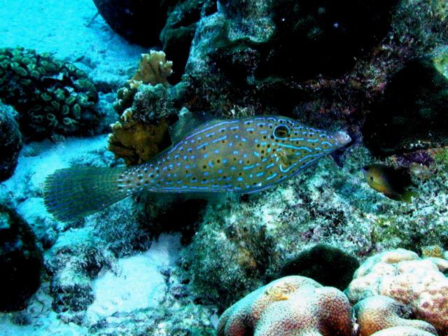 ocean-life-647