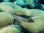ocean-life-648
