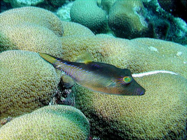 ocean-life-648