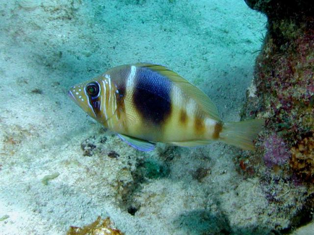 ocean-life-649