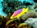 ocean-life-650