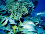 ocean-life-655